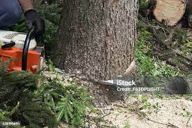 Leaf Removal in Rockwood, VA